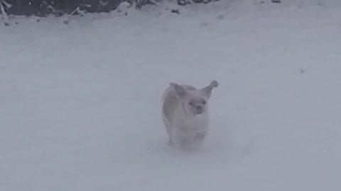 Dog Slips and Falls While Running Too Fast