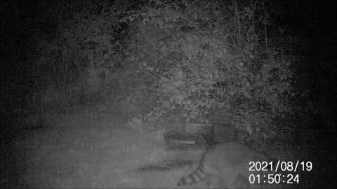 Backyard Trail Cam - Raccoon