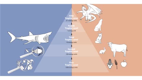 Marine food chain