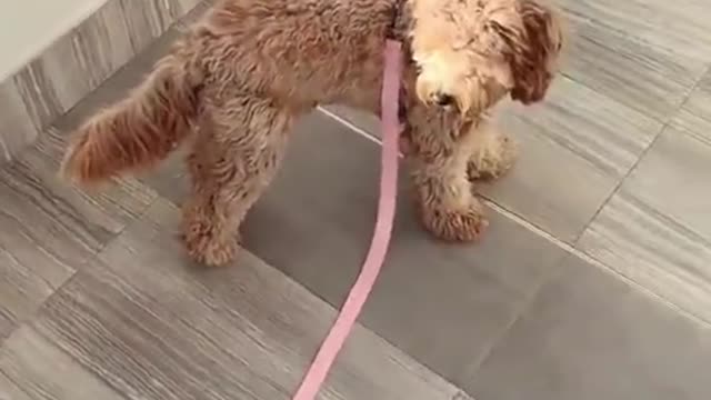 Funny Animals of TikTok