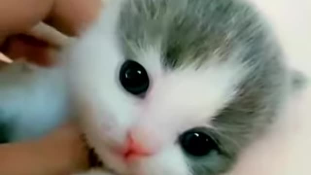 SUPER CUTE KITTEN😍WILL MELT YOUR HEART❤️❤️❤️😸