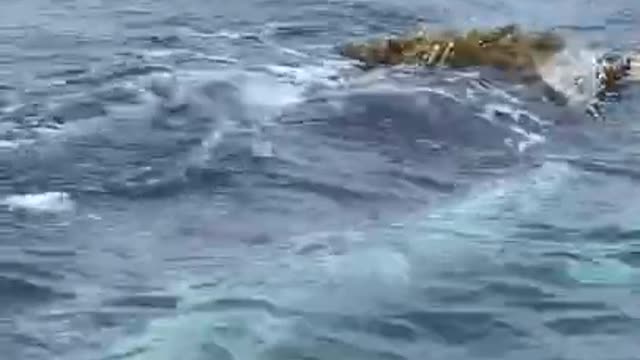 While floating the sea caught on cam...