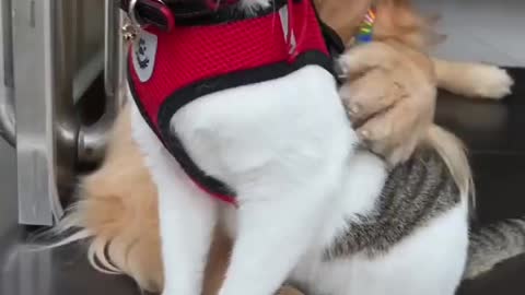 cat and dog