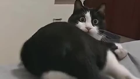 Cat reacts to funny sound... Watch and follow for more