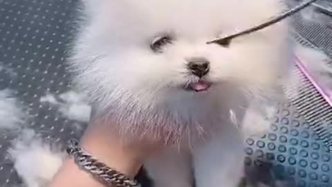 Am I cute or not? 😽😽😽😽 #Shorts Cute dog video