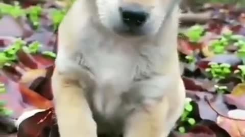 cute animal dog