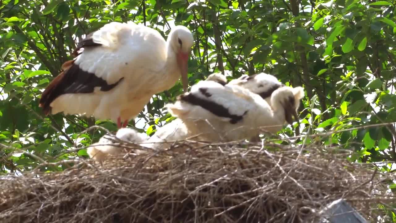 White Storks In Their Nest,