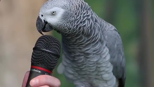 parrot talks nicely with his sweet voice.