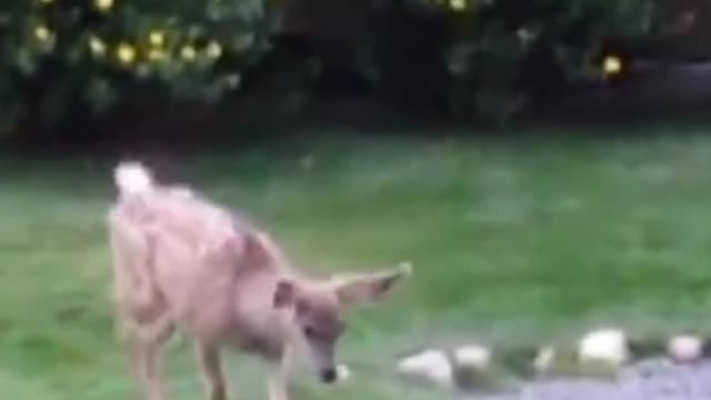 Animals is playing on ground