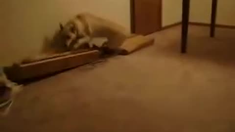 Dog running while sleeping