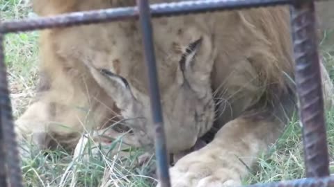 Wild Lion Attack