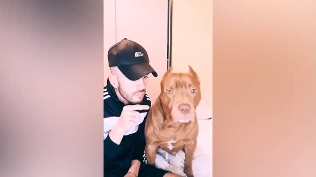 BEST REACTION TO DOGS AND CATS WITH OWNERS