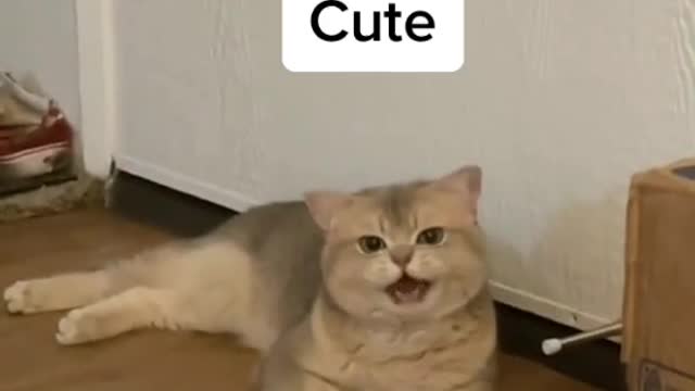 cat -