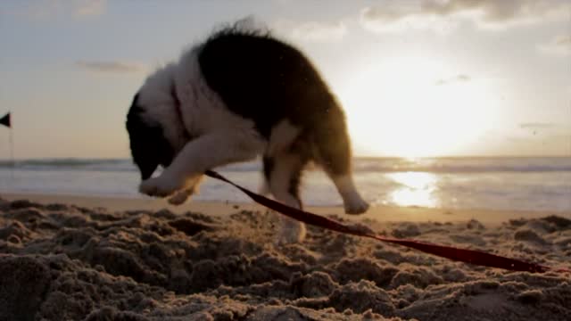 the Happy and cheerful beach dog