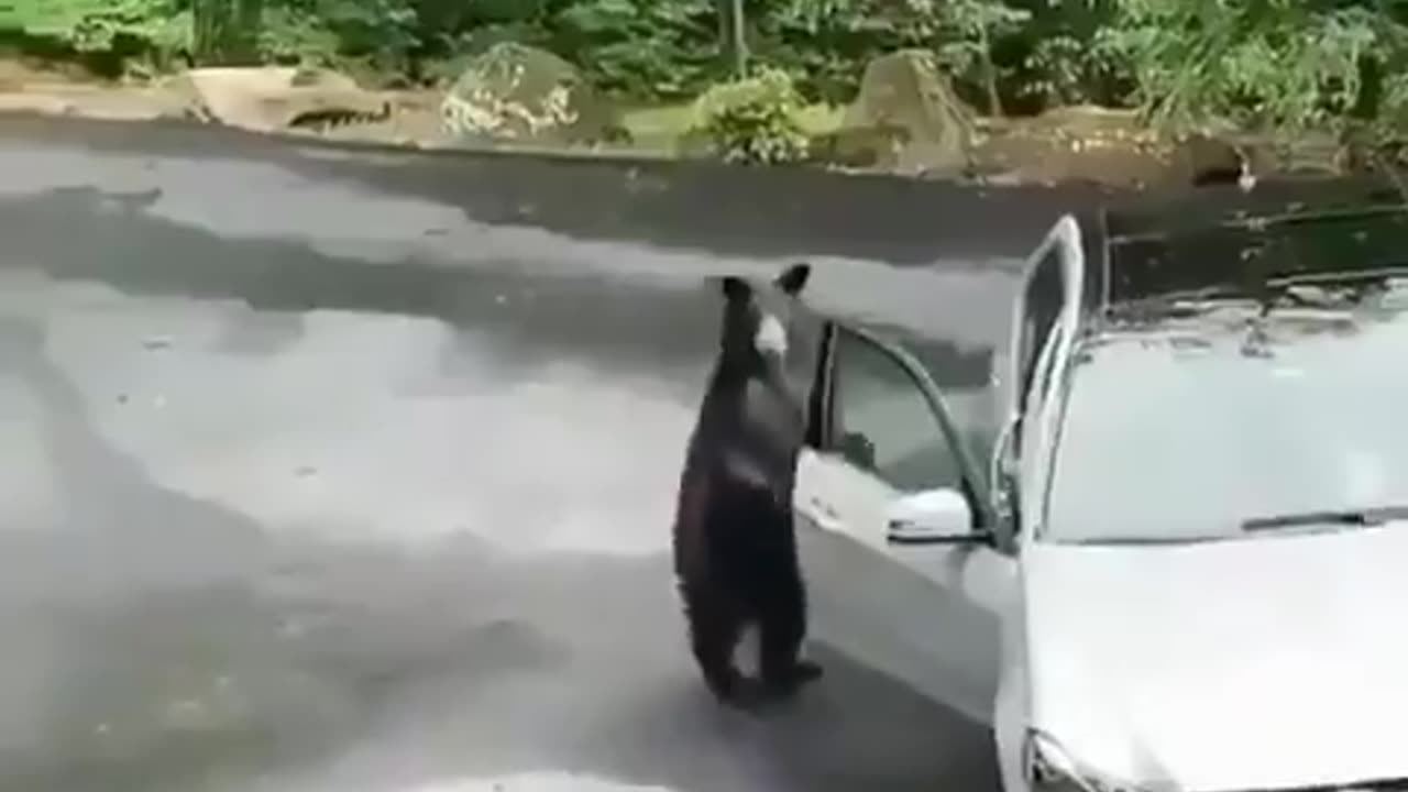 BUSH 🐻 BEAR...............