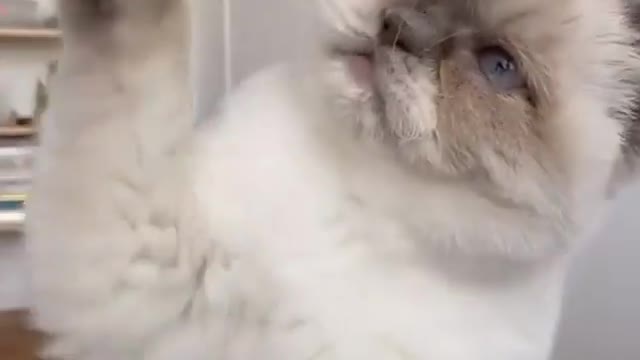 Cute cat trying grab attention from her family
