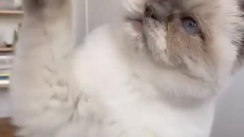 Cute cat trying grab attention from her family