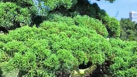 Juniperus chinencis