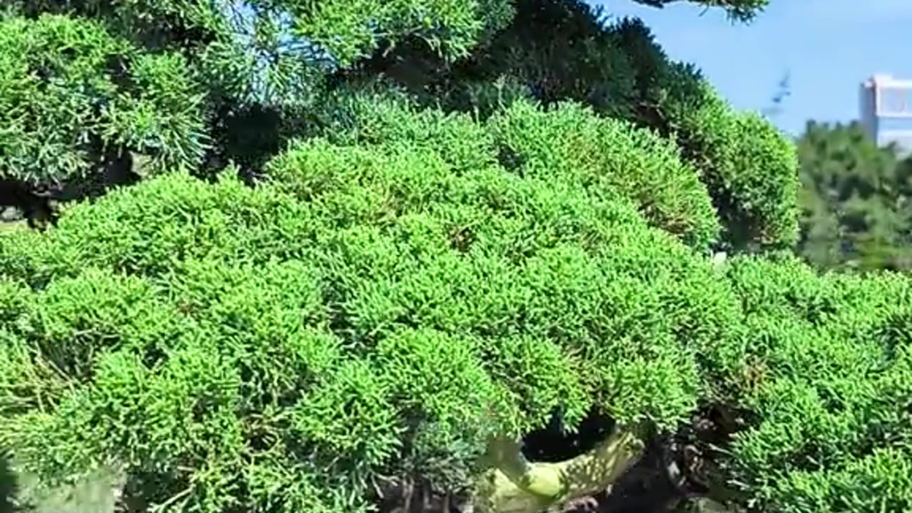 Juniperus chinencis