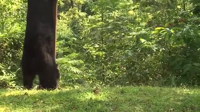 The Bears and the Bird Feeder