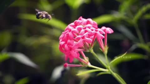 Nature Live
