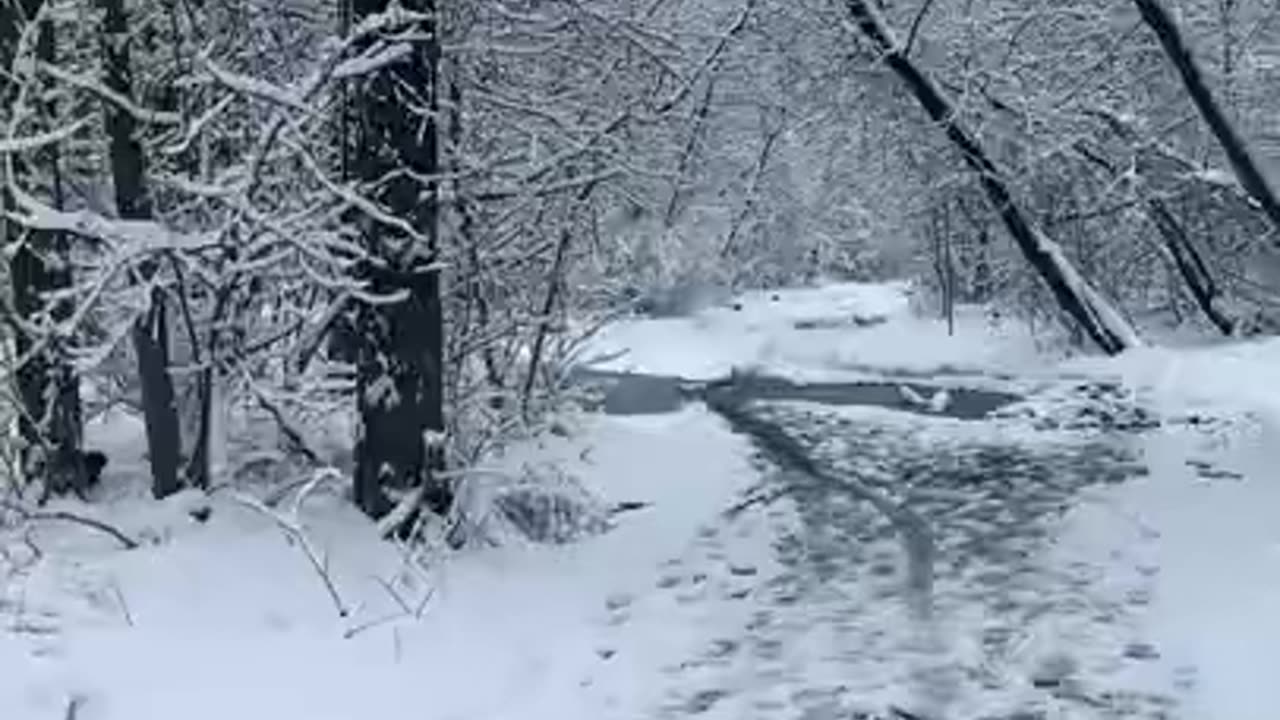 Walking in the park on snow