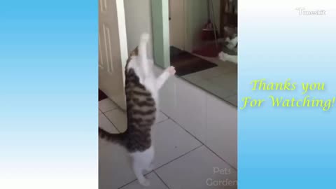 Funny Cats and Cute Kittens Compilation 2021_1