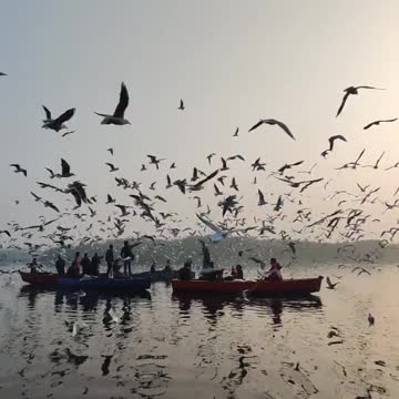 Most Beautiful Birds in Nature 08