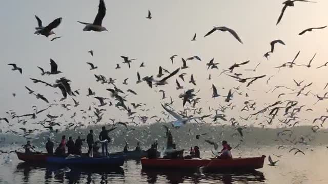 Most Beautiful Birds in Nature 08