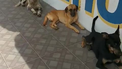 Patient Pups Wait in Line