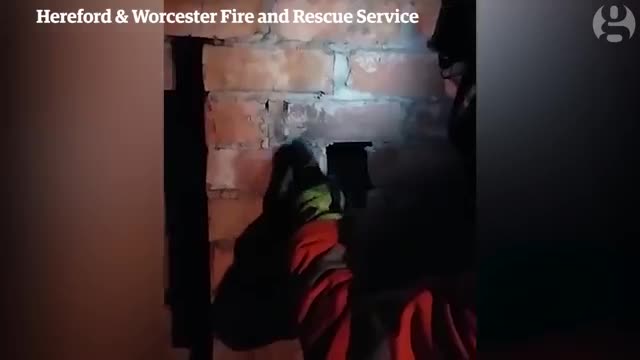 Fire brigade rescues cat from chimney