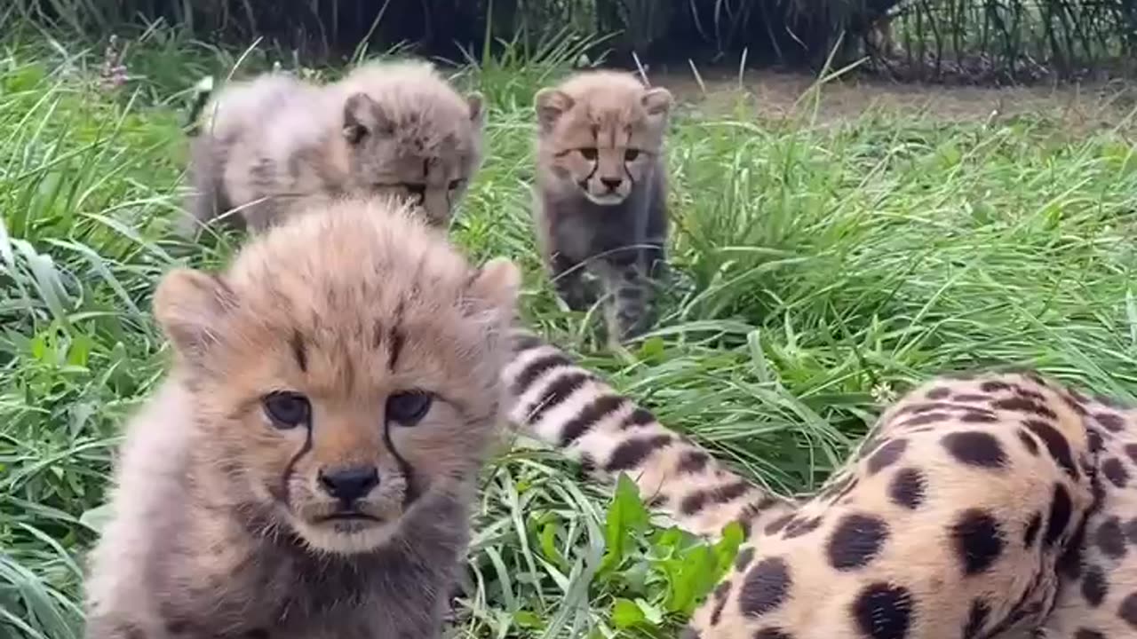 5 little Cheetahs 🙏🙏🙏