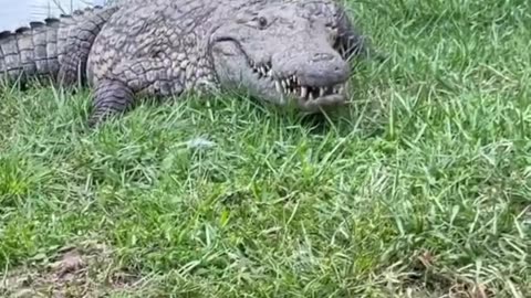 Dangerous Crocodile 🐊🐊🐊🐊