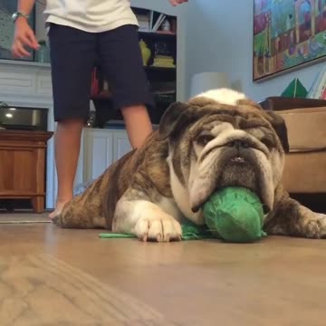 Bulldog Reacts Hilariously After Being Scared