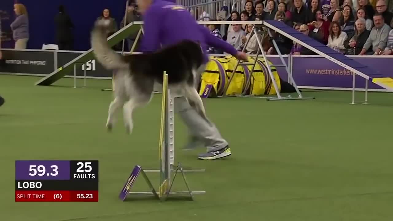 Canines: imposing versus line collie spryness