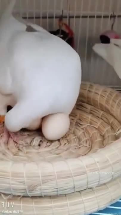 💓 #shorts #pigeon #pravu #pegion