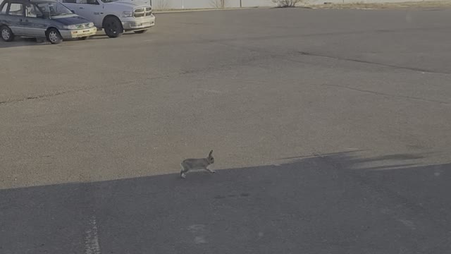 Rabbit on the parking spot in Medicine Hat