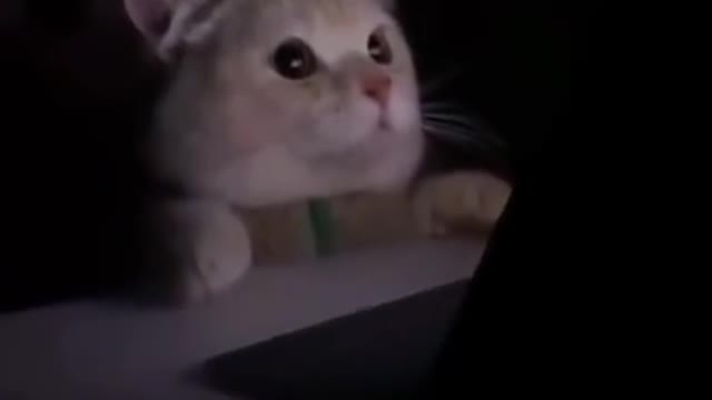 Cat watching horror movie while being shocked