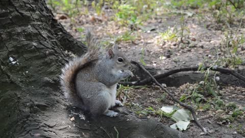 The squirrel makes a store of nuts for the winter.