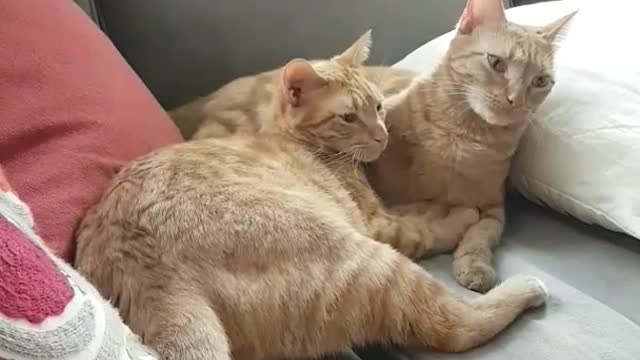 Two orange cats grooming each other and then start fighting