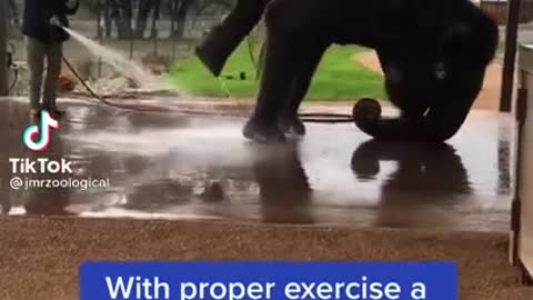 AMAZING ELEPHANT EXERCISING!