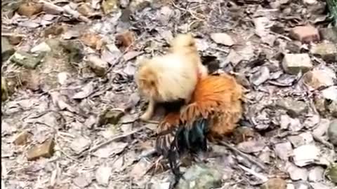 Funny Fight Chicken vs Dog