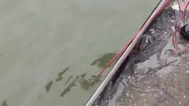 Skillful net fishing and Traditional fishing - Trending video
