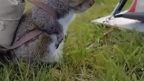 How about our little squirrel traveling to nature