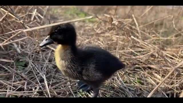 Tired duckling