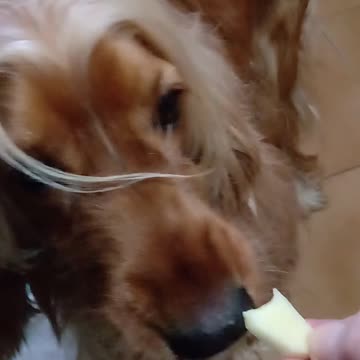 Entertainment dog, cute, viral, Subscribe to my channel, like, share,