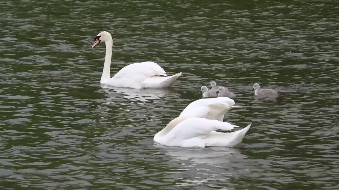 Baby ducks with their mom