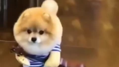Let Play Guitar With Me | Funny Cute Puppy #shorts