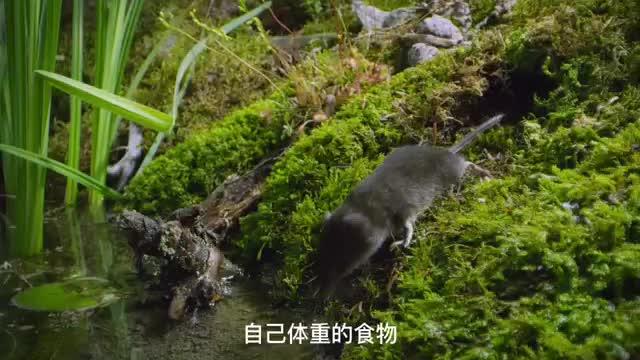 small animals in water
