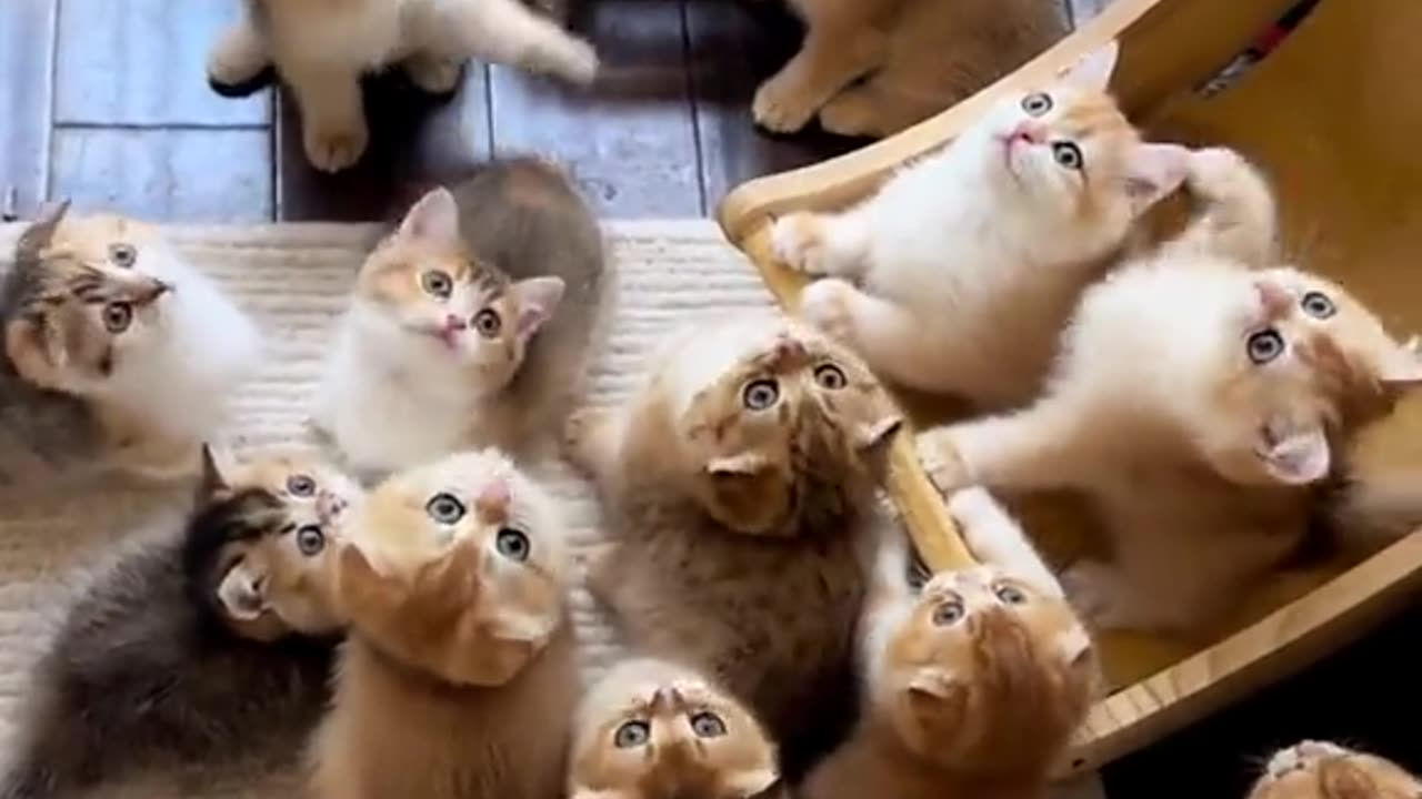 Funny cats